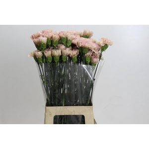 Dianthus St Creola