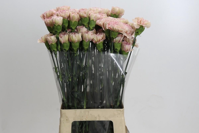 <h4>Dianthus St Creola</h4>