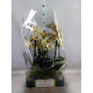 Phalaenopsis   ...yellow