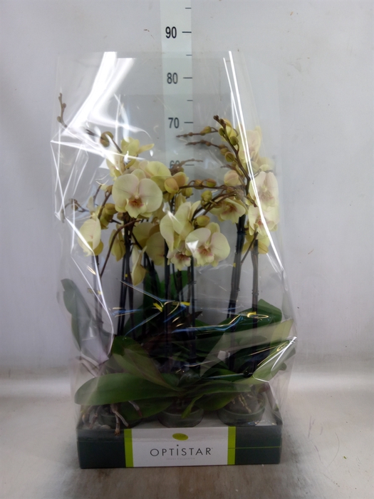 <h4>Phalaenopsis   ...yellow</h4>