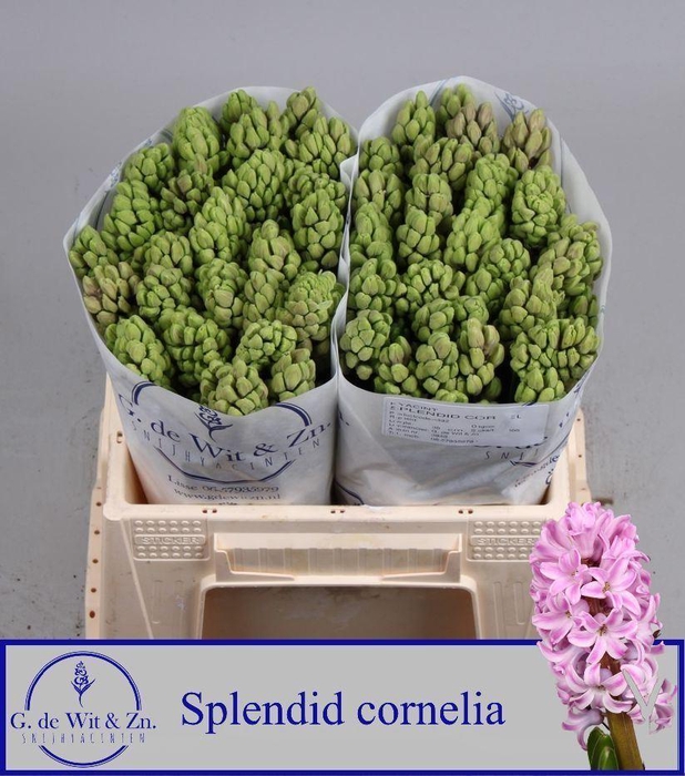 <h4>HYAC SPLENDID CORNELIA</h4>