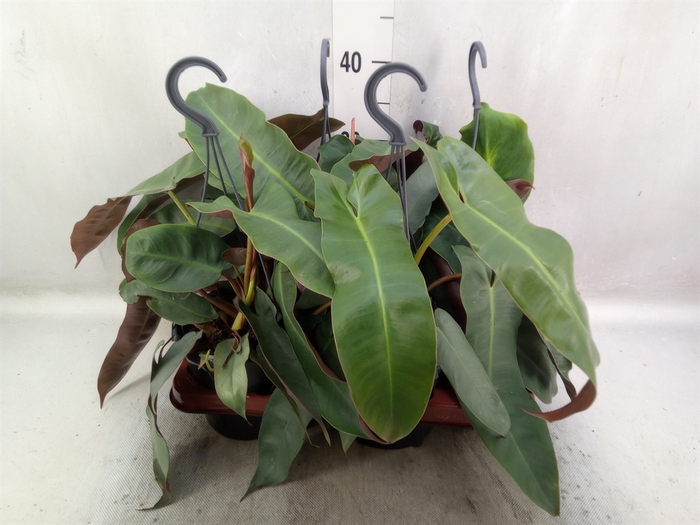 Philodendron   ...