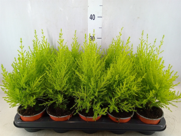 <h4>Cupressus macro. 'Goldcrest Wilma'</h4>