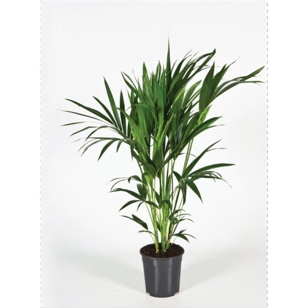 <h4>Howea forsteriana 120cm (Kentia)</h4>