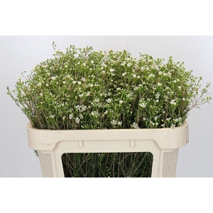 Chamelaucium Ofir
