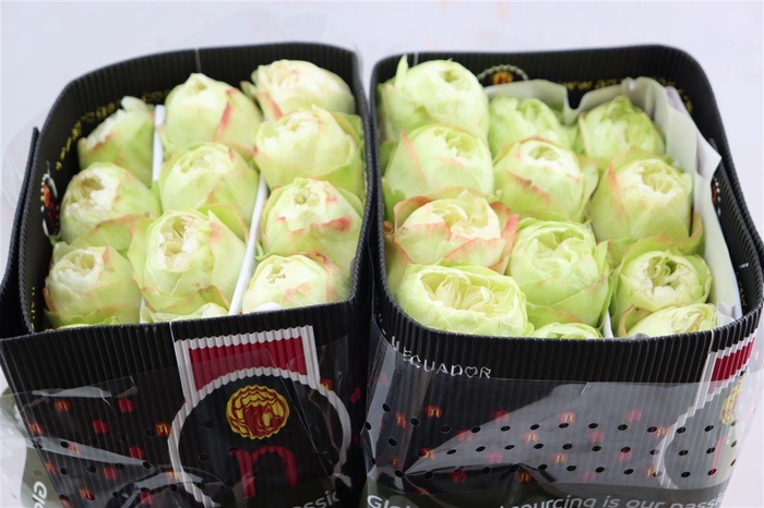 <h4>R Gr Khela-bb</h4>