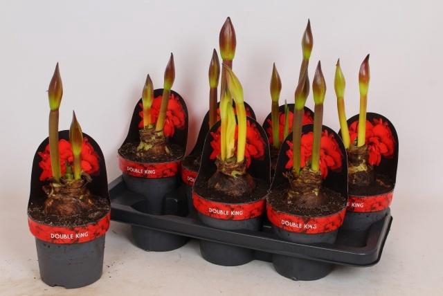 <h4>HIPP DG DOUBLE KING</h4>