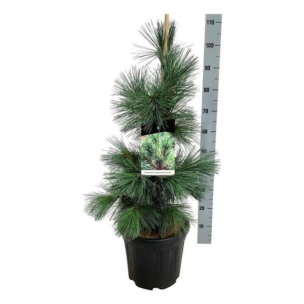 <h4>Pinus flex. 'Vanderwolf's Pyramid'</h4>