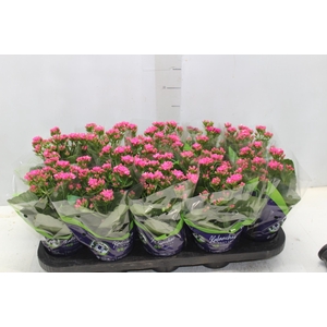 KALANCHOE DOBRADO P11 PINK