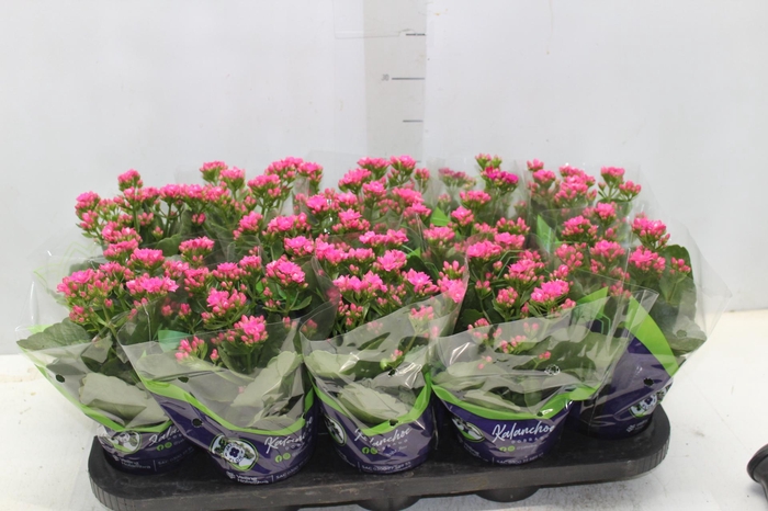 <h4>KALANCHOE DOBRADO P11 PINK</h4>