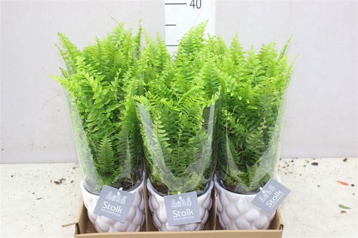 <h4>Nephrolepis Ex Vitale Ariel Keramiek</h4>