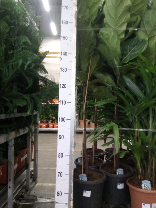 <h4>Ficus lyrata</h4>