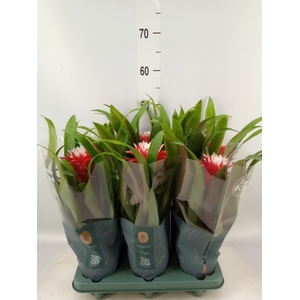 Guzmania  'Hope'