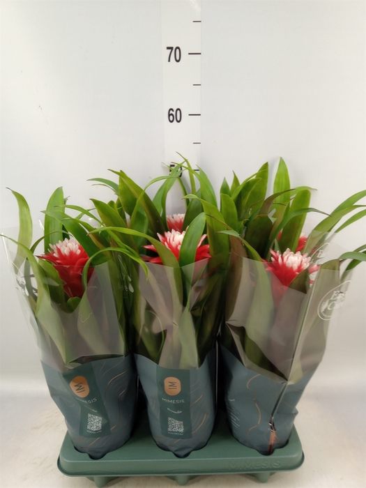 <h4>Guzmania  'Hope'</h4>