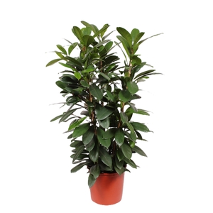 Ficus Cyathistipula 3pp