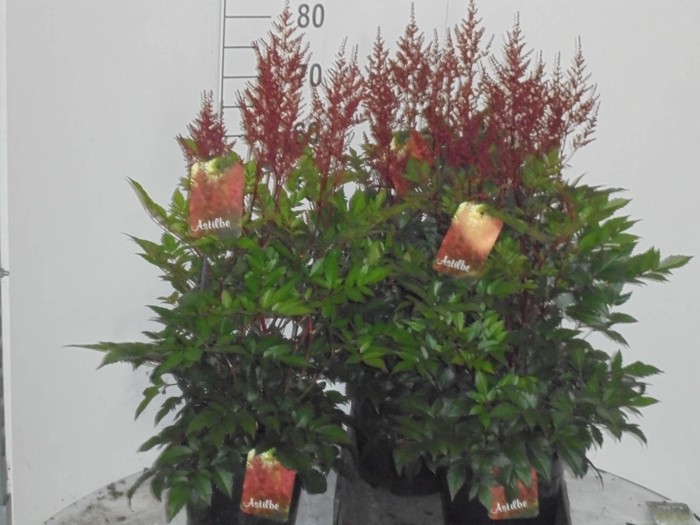 <h4>ASTILB J MONTGOMERY</h4>