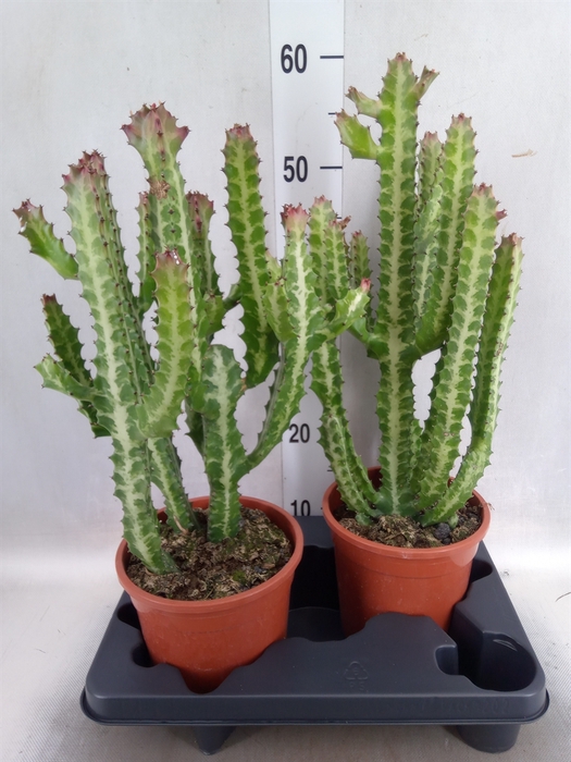 <h4>Euphorbia lactea</h4>