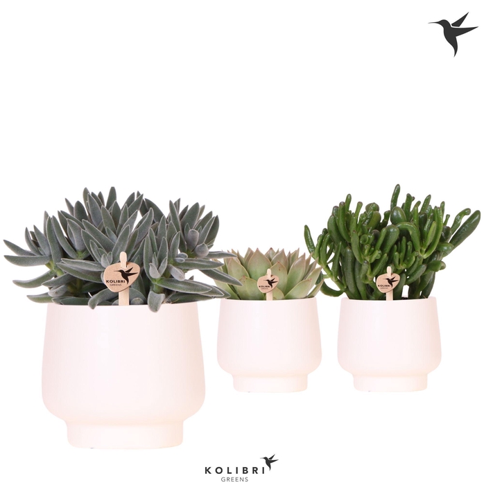 <h4>Kolibri Greens Succulenten mix in Scandic pot white</h4>