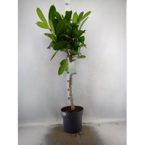 Ficus cyathistipula