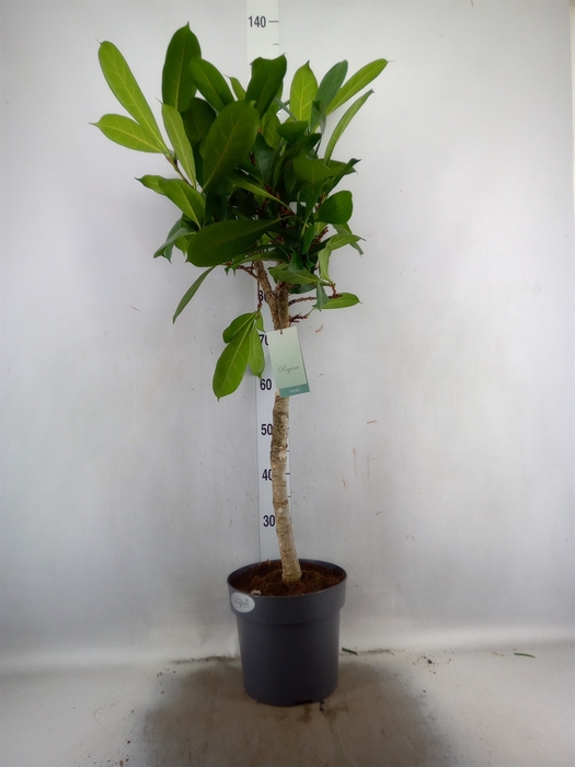 <h4>Ficus cyathistipula</h4>