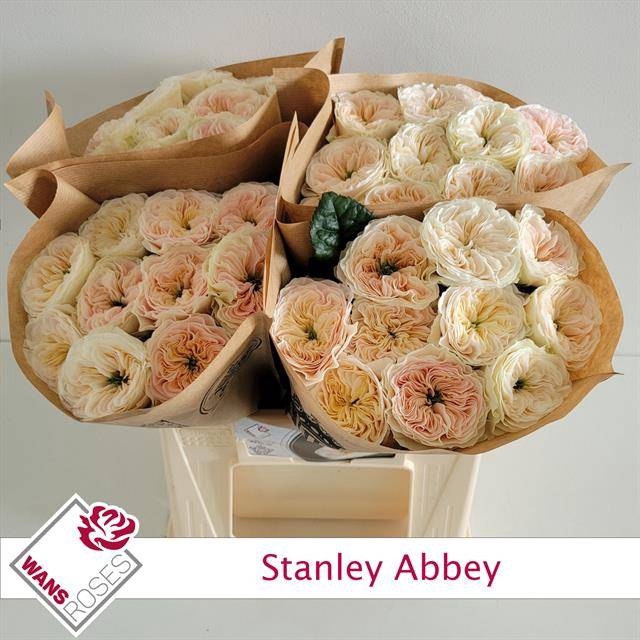 <h4>R GR STANLEY ABBEY</h4>