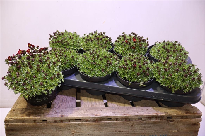 <h4>Saxif Ar Peter Pan</h4>