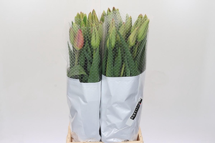 Tulipa (frans) En La Romaine