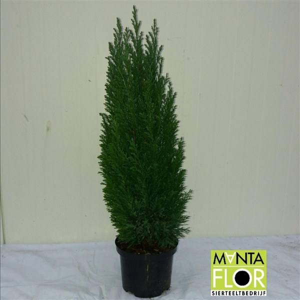 <h4>Chamaecyparis lawsoniana 'Ellwoodii'</h4>