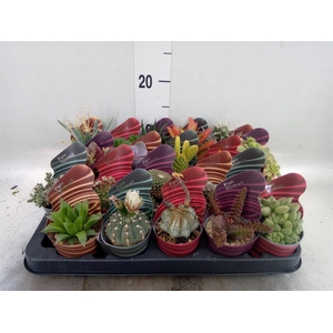 Cactus   ...mix