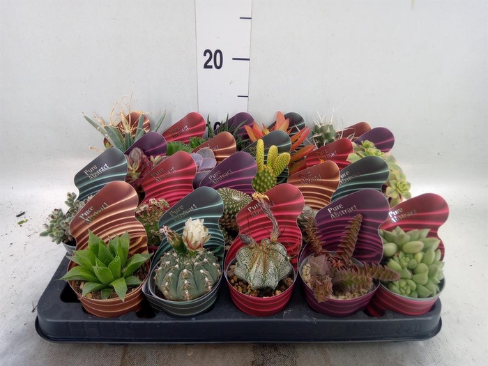 <h4>Cactus   ...mix</h4>