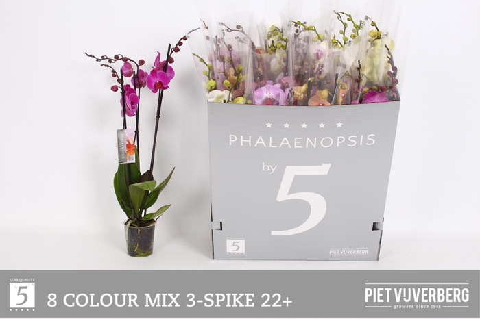 <h4>PHAL GEM 8 KL</h4>
