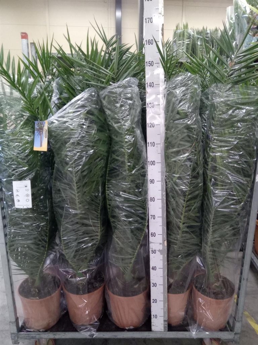 <h4>Phoenix canariensis</h4>