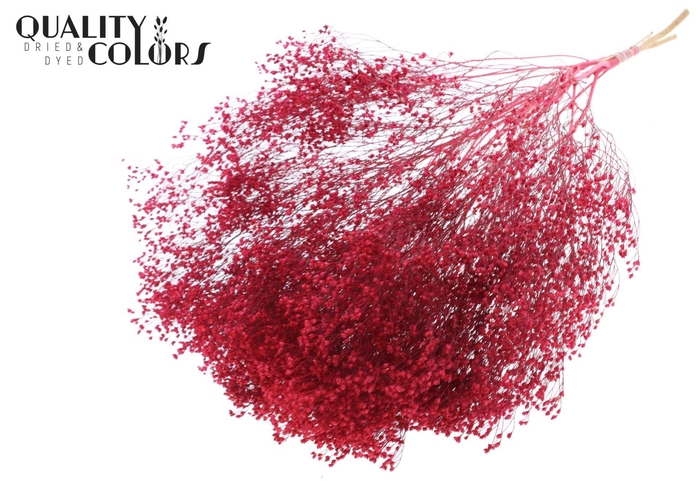 <h4>Droogbloemen   ...bewerkt H%</h4>