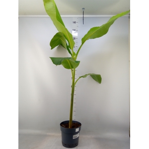 Musa  'Dwarf Cavendish'
