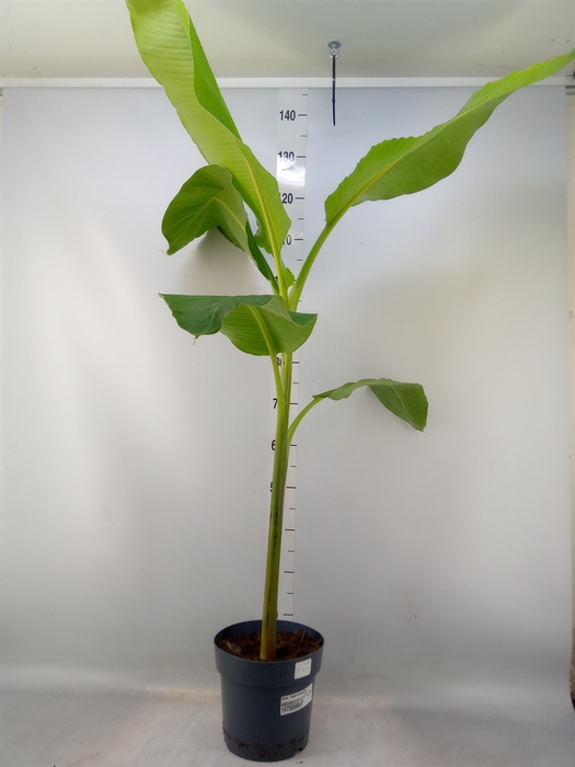 <h4>Musa  'Dwarf Cavendish'</h4>