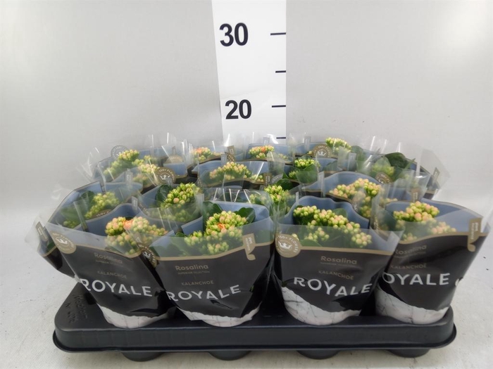 <h4>Kalanchoe blos. 'RosDon Pedro'</h4>
