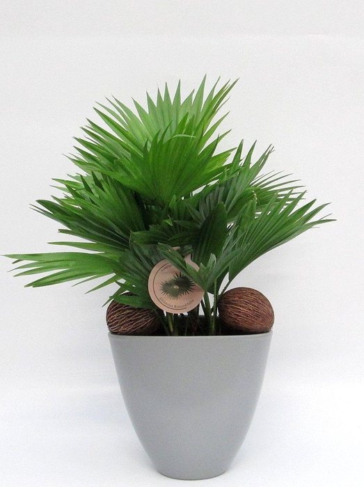 <h4>Livistona rotundifolia in avani pot</h4>