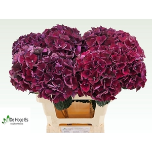 HYDR M MAG RUBYRED P