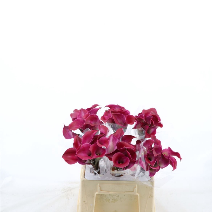 <h4>Calla Tokyo</h4>