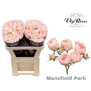 R TR MANSFIELD PARK