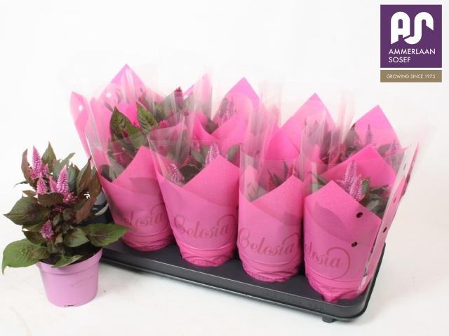 <h4>CEL ARGENTEA GEM</h4>