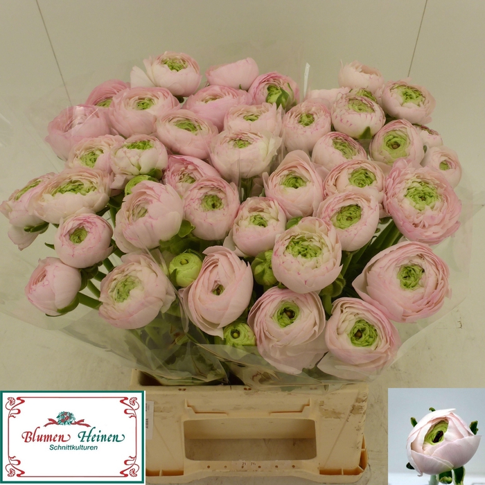 <h4>RAN SU HANOI</h4>