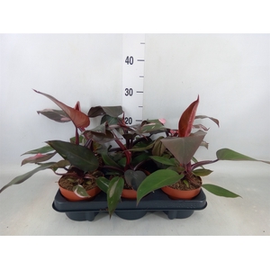 Philodendron   ...