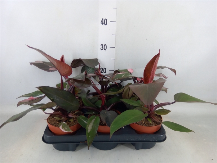 <h4>Philodendron   ...</h4>
