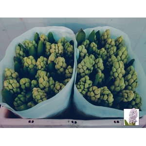 HYAC CITY OF BRADFORD