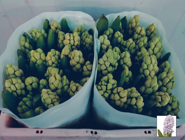 <h4>HYAC CITY OF BRADFORD</h4>