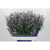 Aster Cassandra