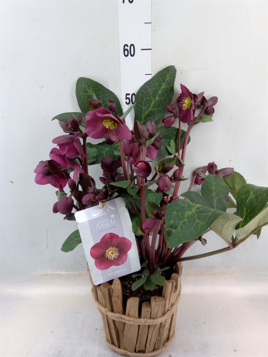 <h4>Helleborus  'Fkiss '   ...mix</h4>