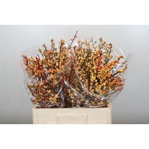 Ilex Cresgold