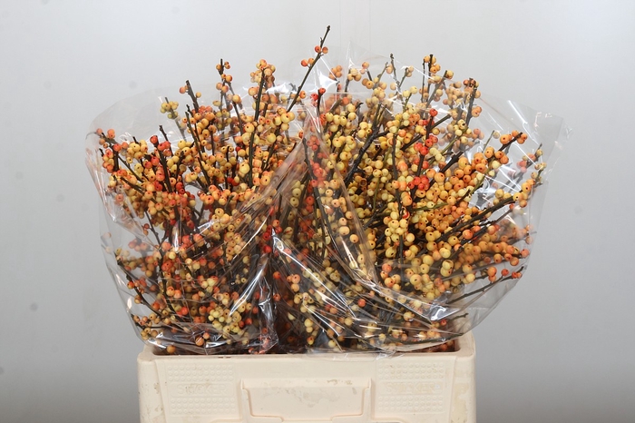 Ilex Cresgold